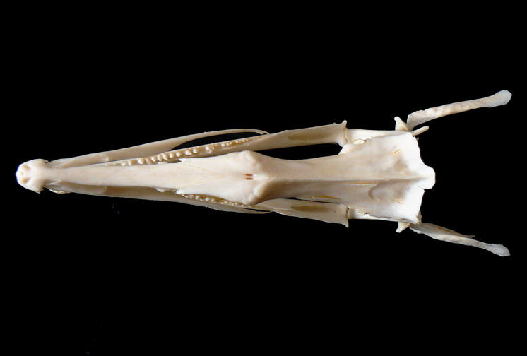 Ophisurus serpens (Linnaeus, 1758)